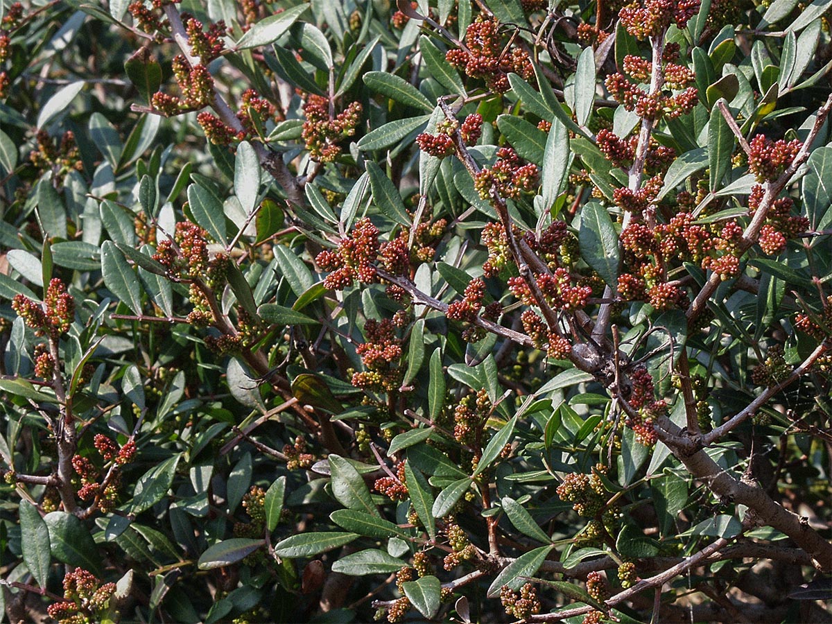 Pistacia lentiscus